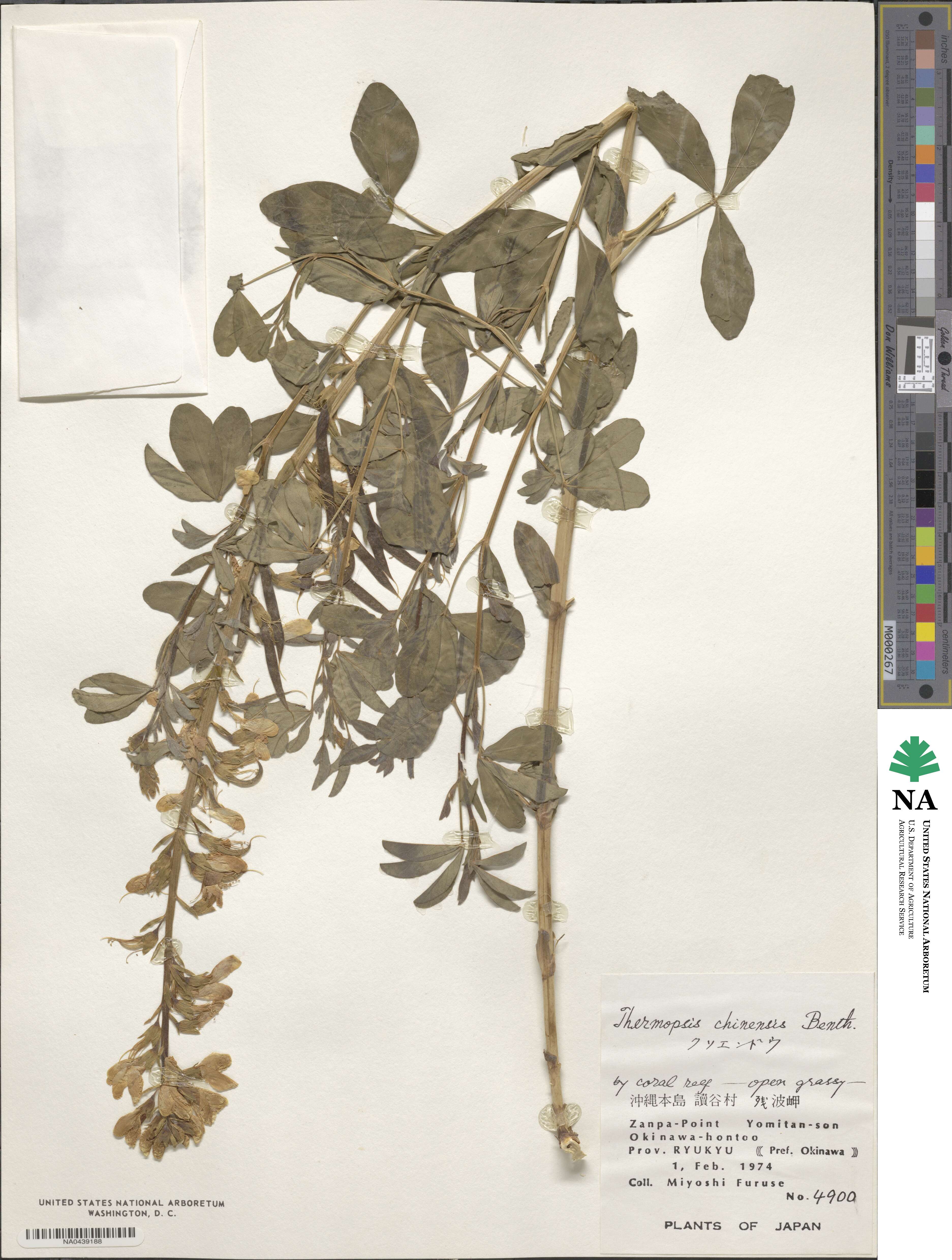 Thermopsis chinensis image