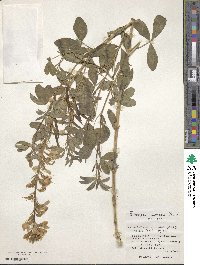 Thermopsis chinensis image