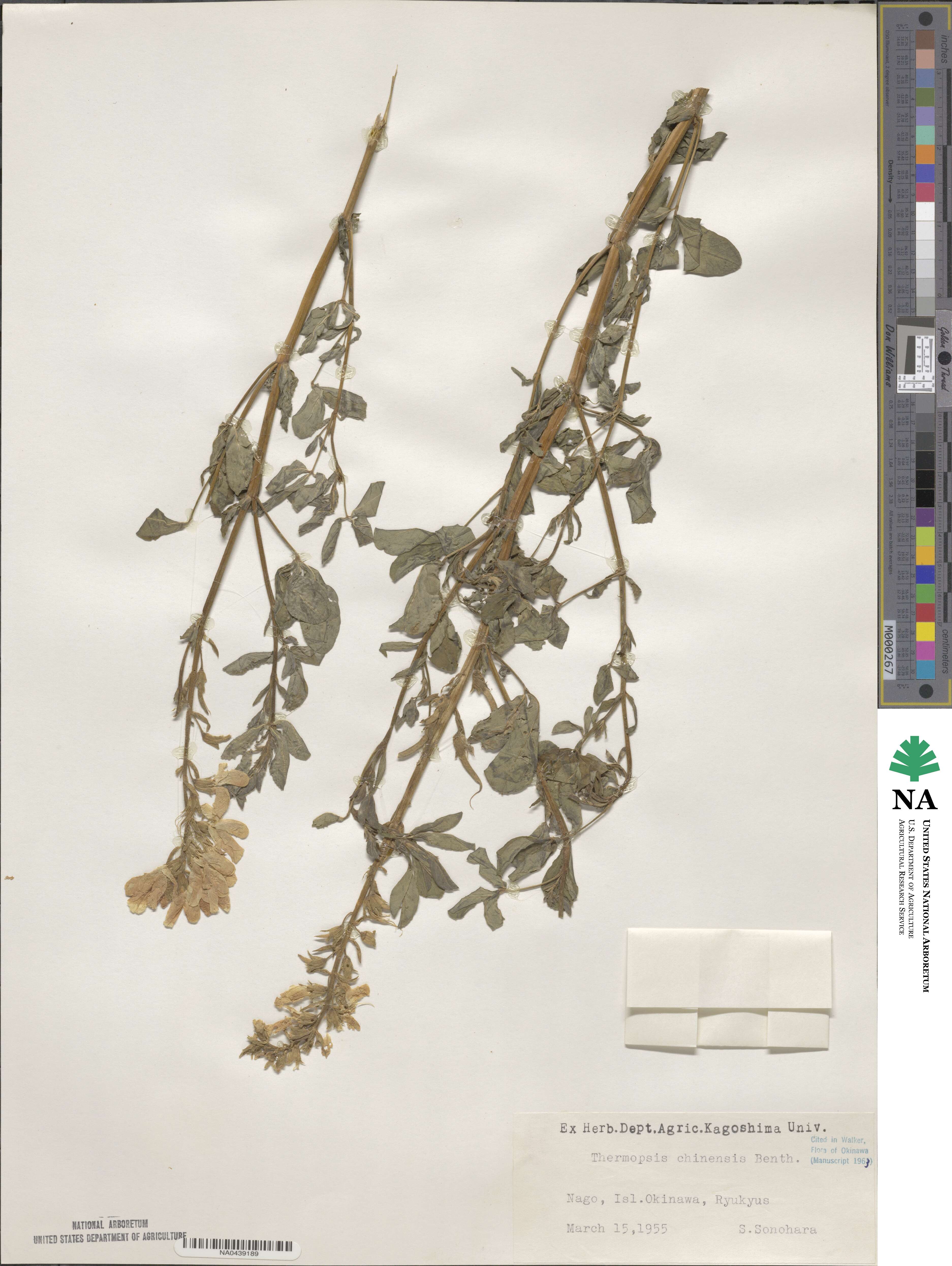 Thermopsis chinensis image