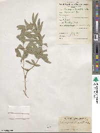 Thermopsis lanceolata image