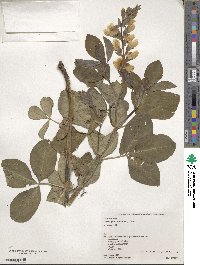 Thermopsis lanceolata image