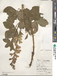 Thermopsis lanceolata image