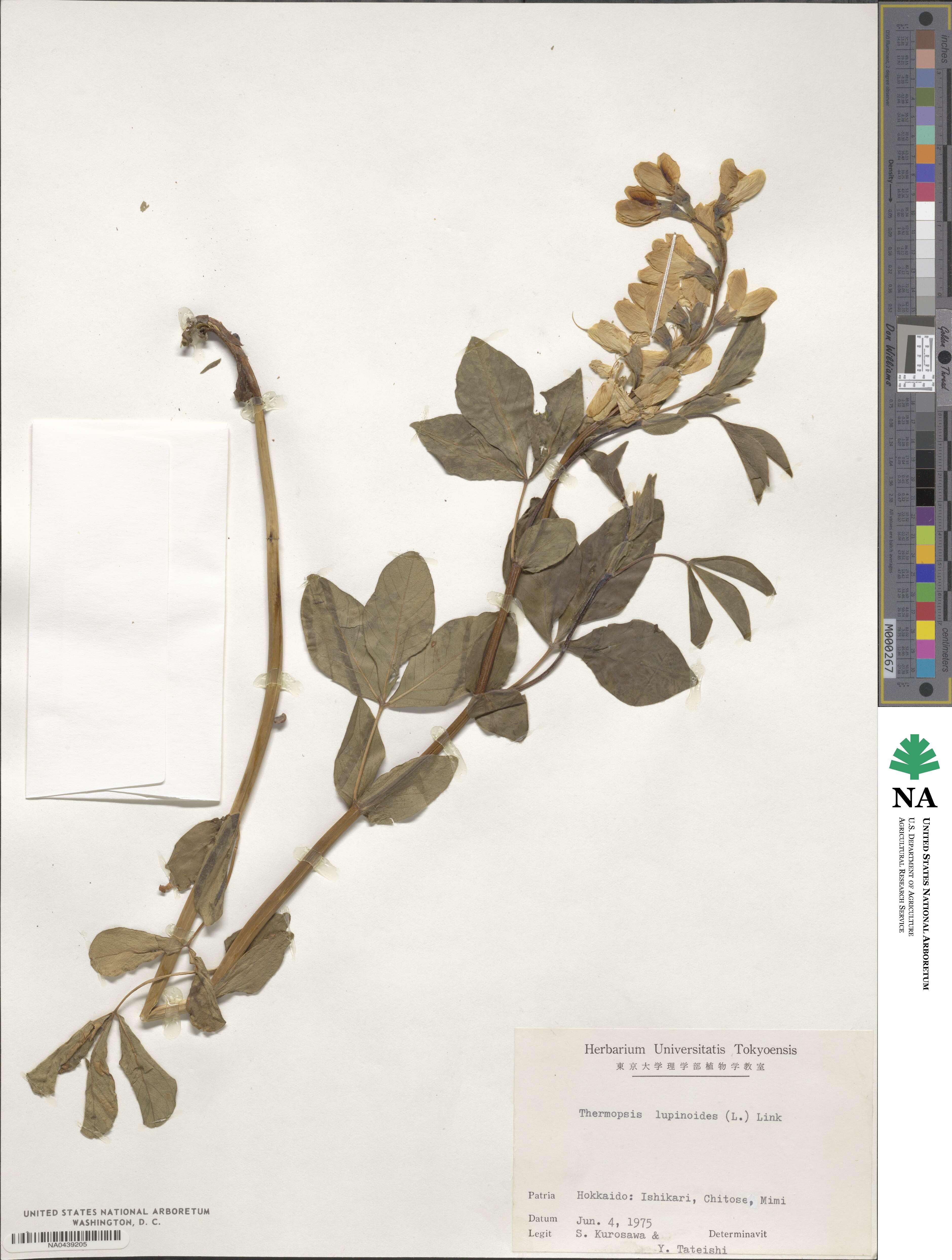 Thermopsis lanceolata image