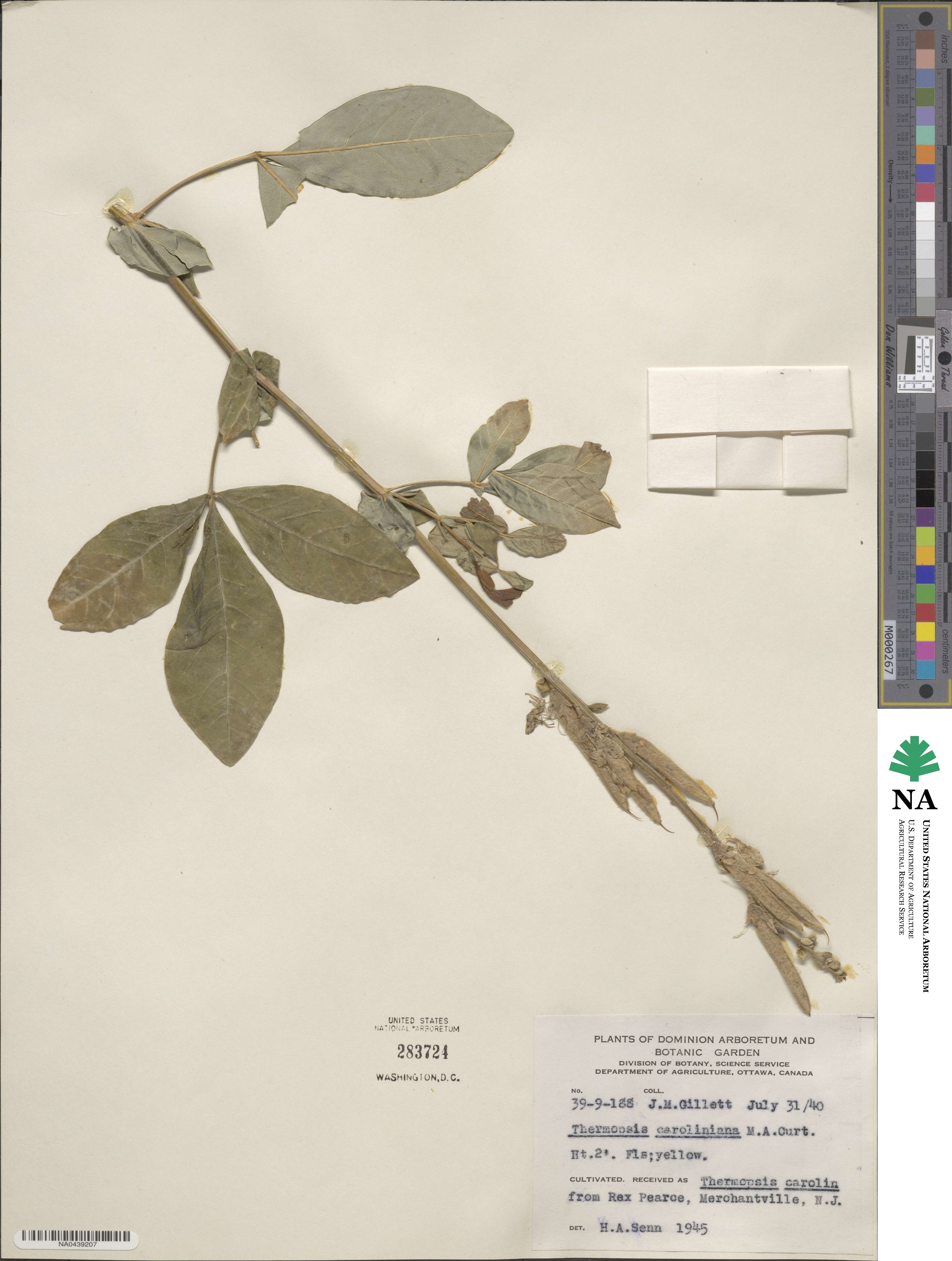 Thermopsis villosa image