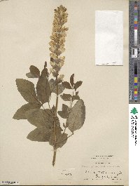 Thermopsis villosa image