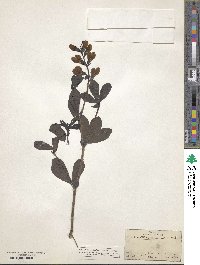 Baptisia australis image