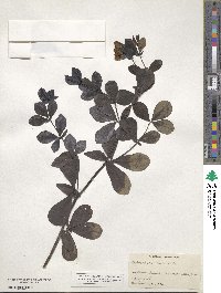 Baptisia australis image