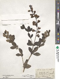 Baptisia australis image