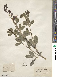 Baptisia australis image