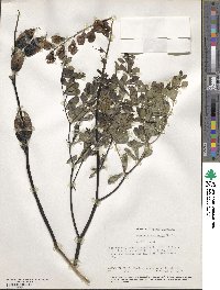 Baptisia australis image