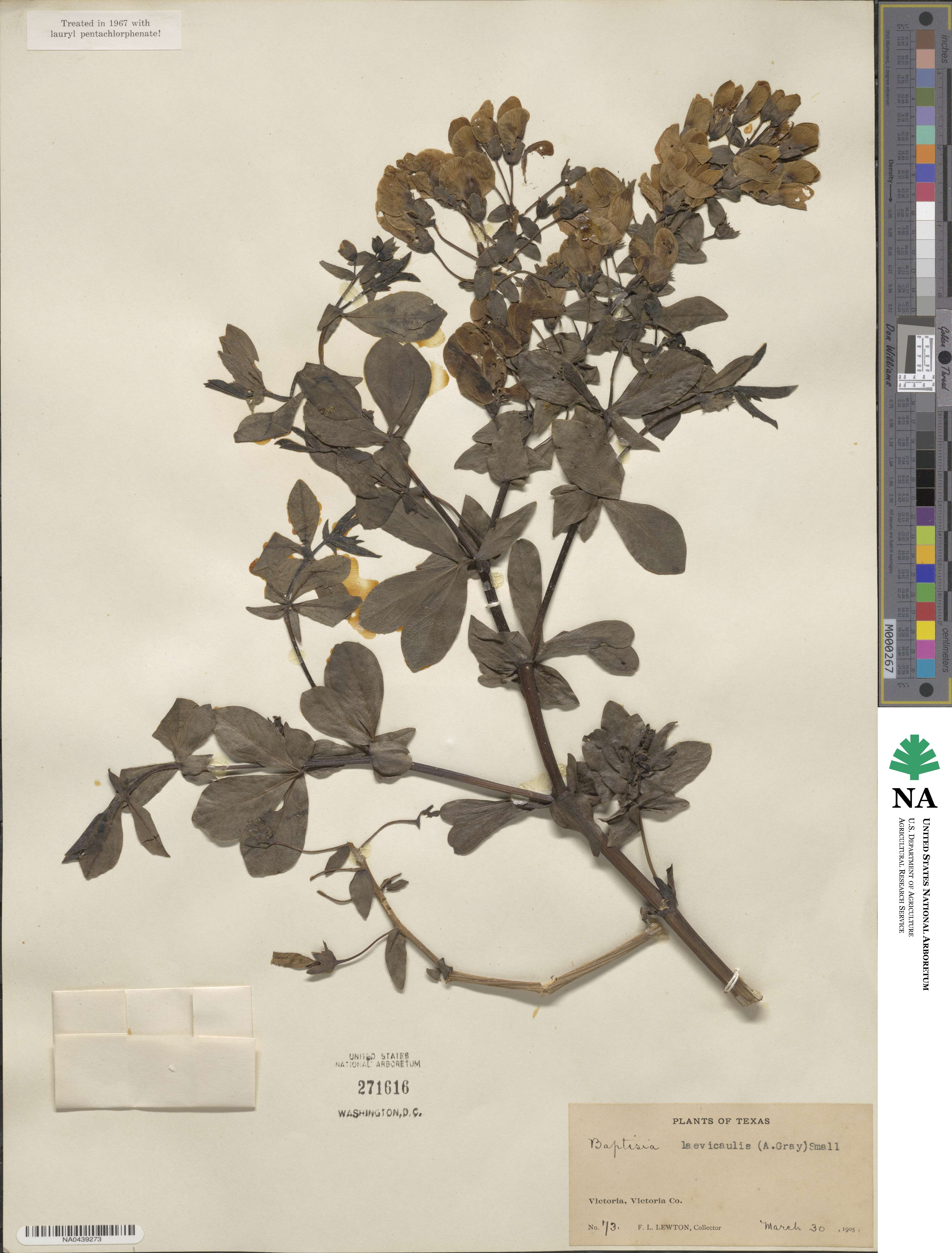 Baptisia bracteata image