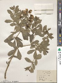 Baptisia bracteata var. laevicaulis image