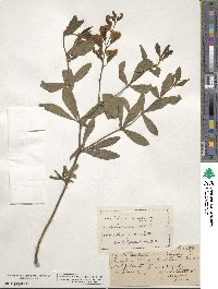 Baptisia lanceolata image