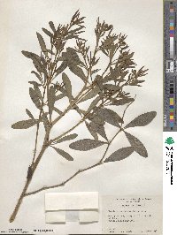 Baptisia lanceolata image