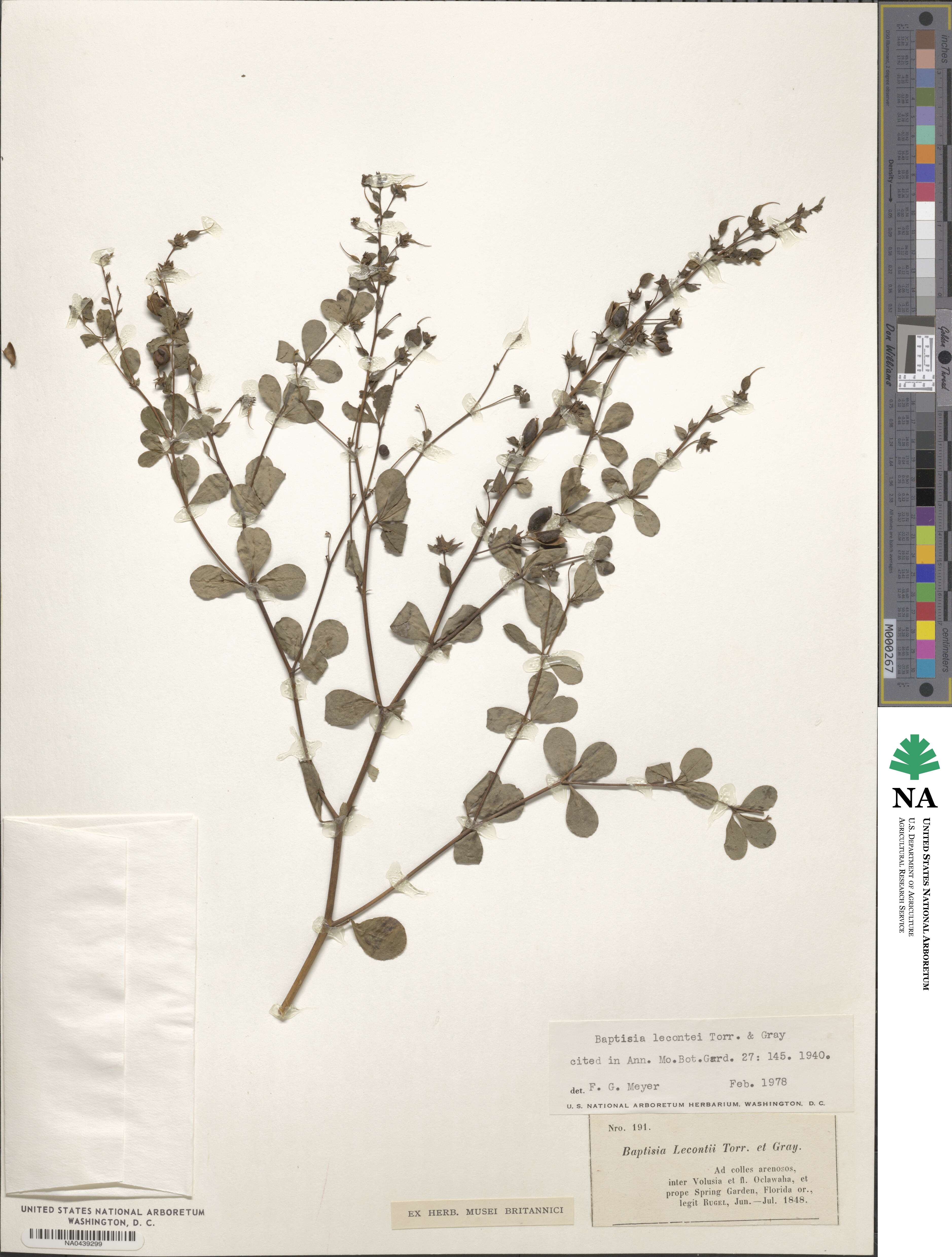 Baptisia lecontei image