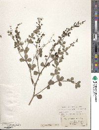 Baptisia lecontei image