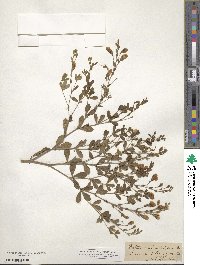 Baptisia lecontei image