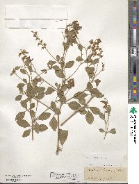 Baptisia lecontei image