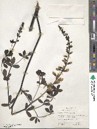 Baptisia alba image