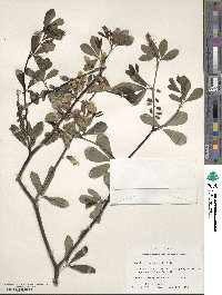 Baptisia alba image