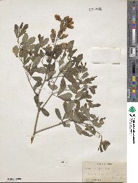 Baptisia alba image