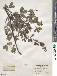 Baptisia alba image