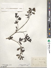 Baptisia alba image