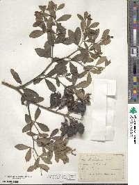 Baptisia alba image