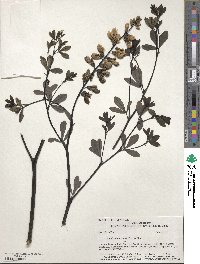 Baptisia alba var. macrophylla image