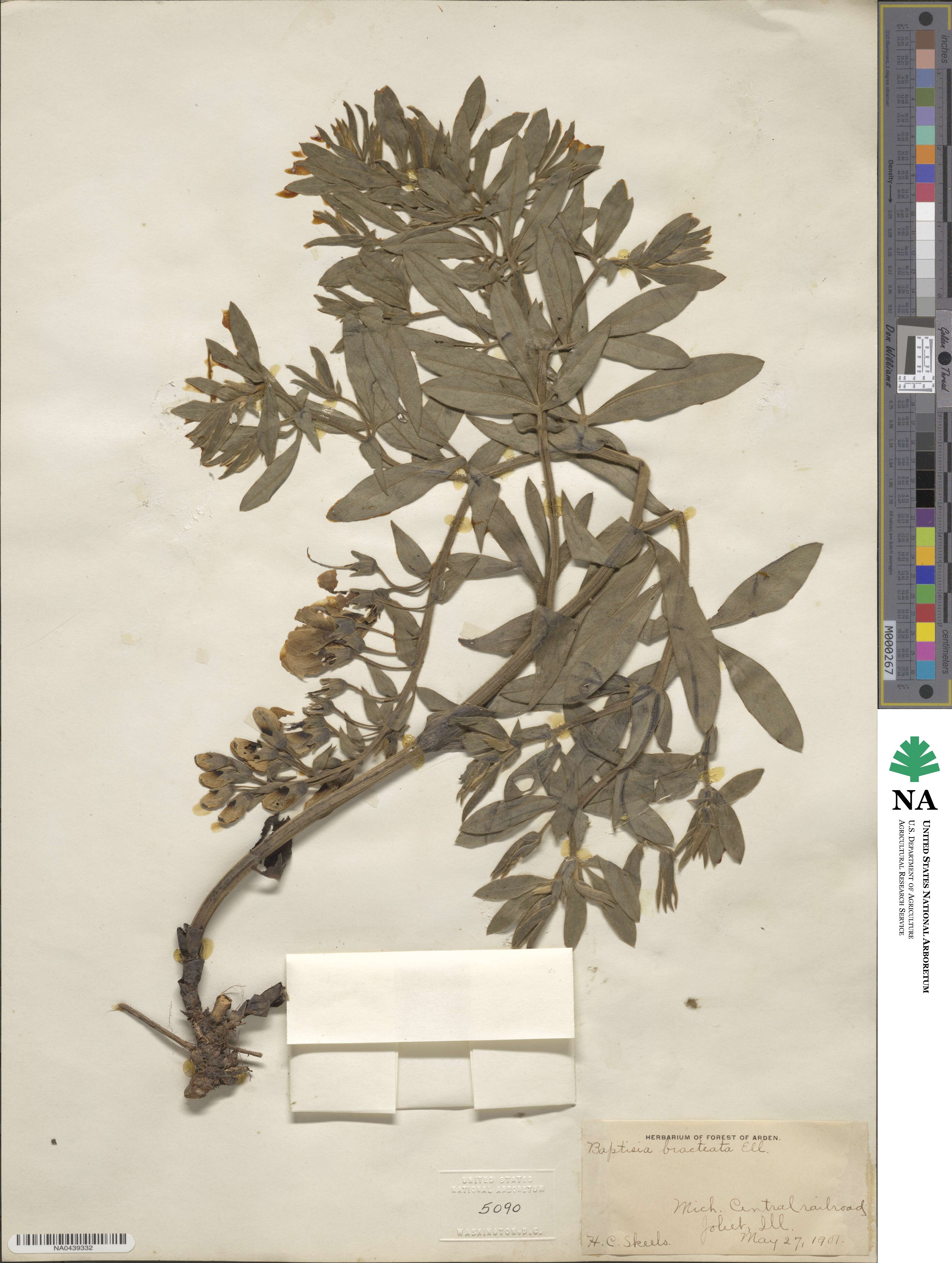 Baptisia bracteata image