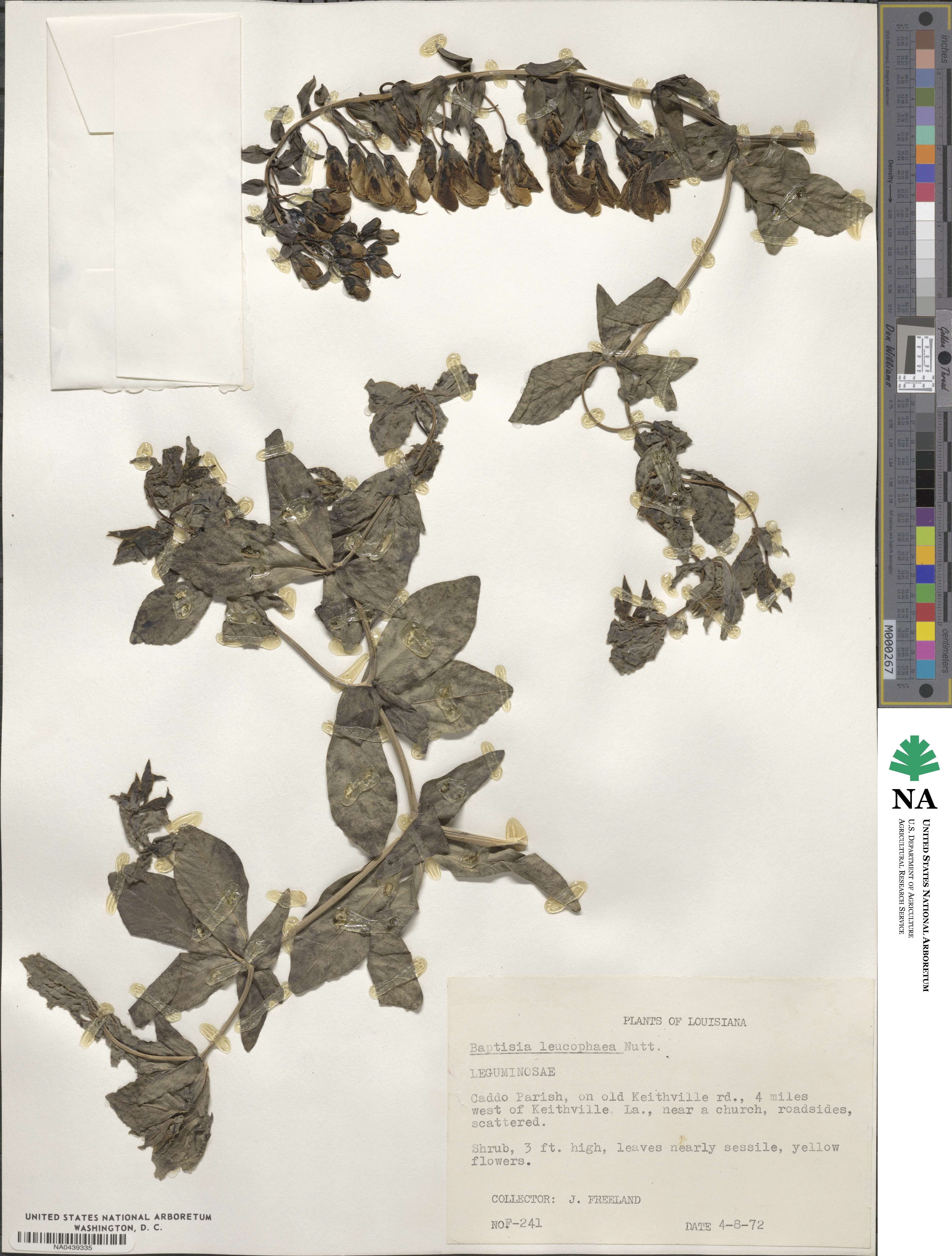 Baptisia bracteata var. leucophaea image