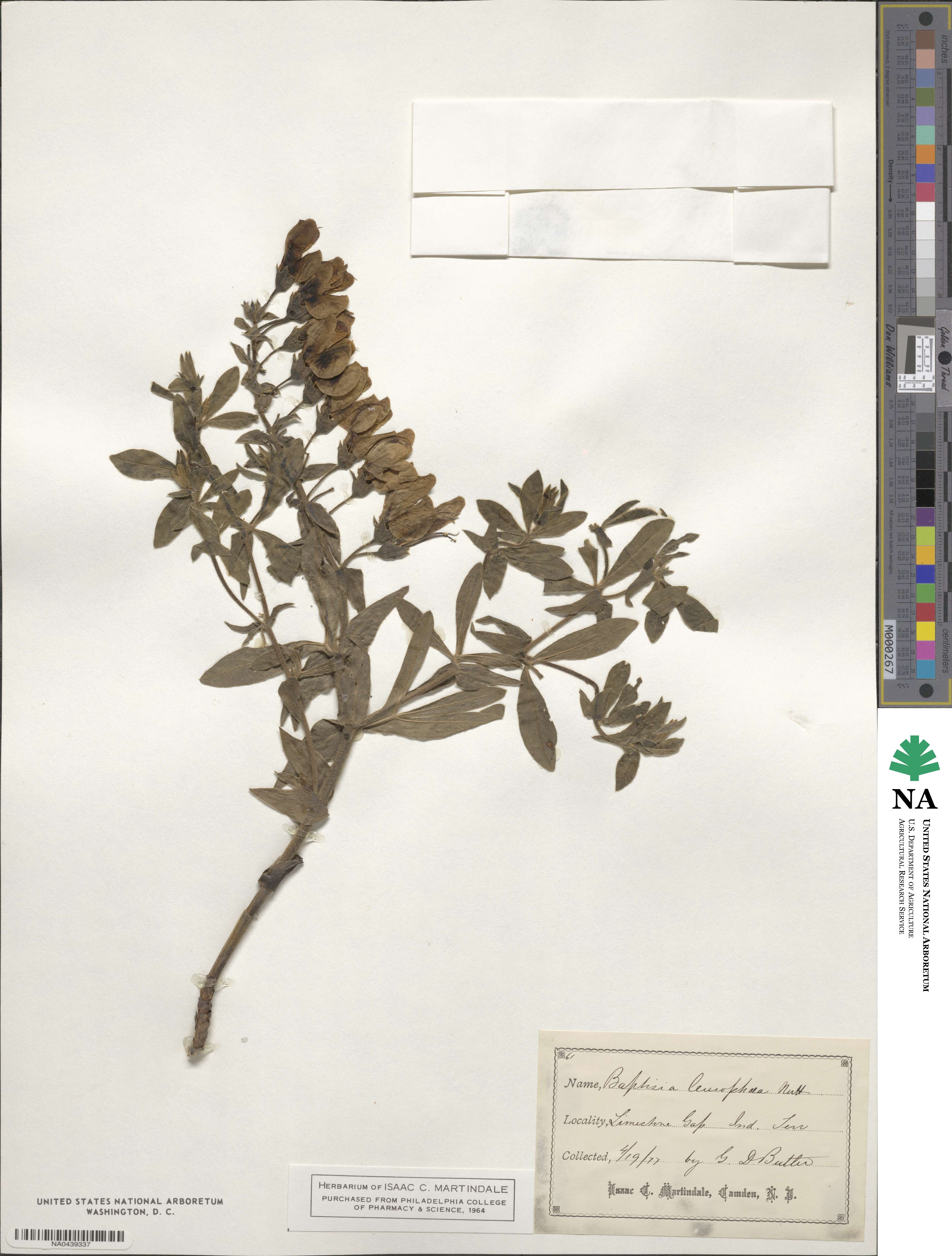Baptisia bracteata var. leucophaea image