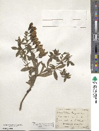 Baptisia bracteata var. leucophaea image