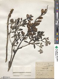 Baptisia australis var. minor image