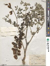 Baptisia australis image