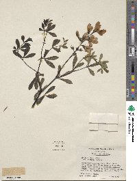 Image of Baptisia aberrans