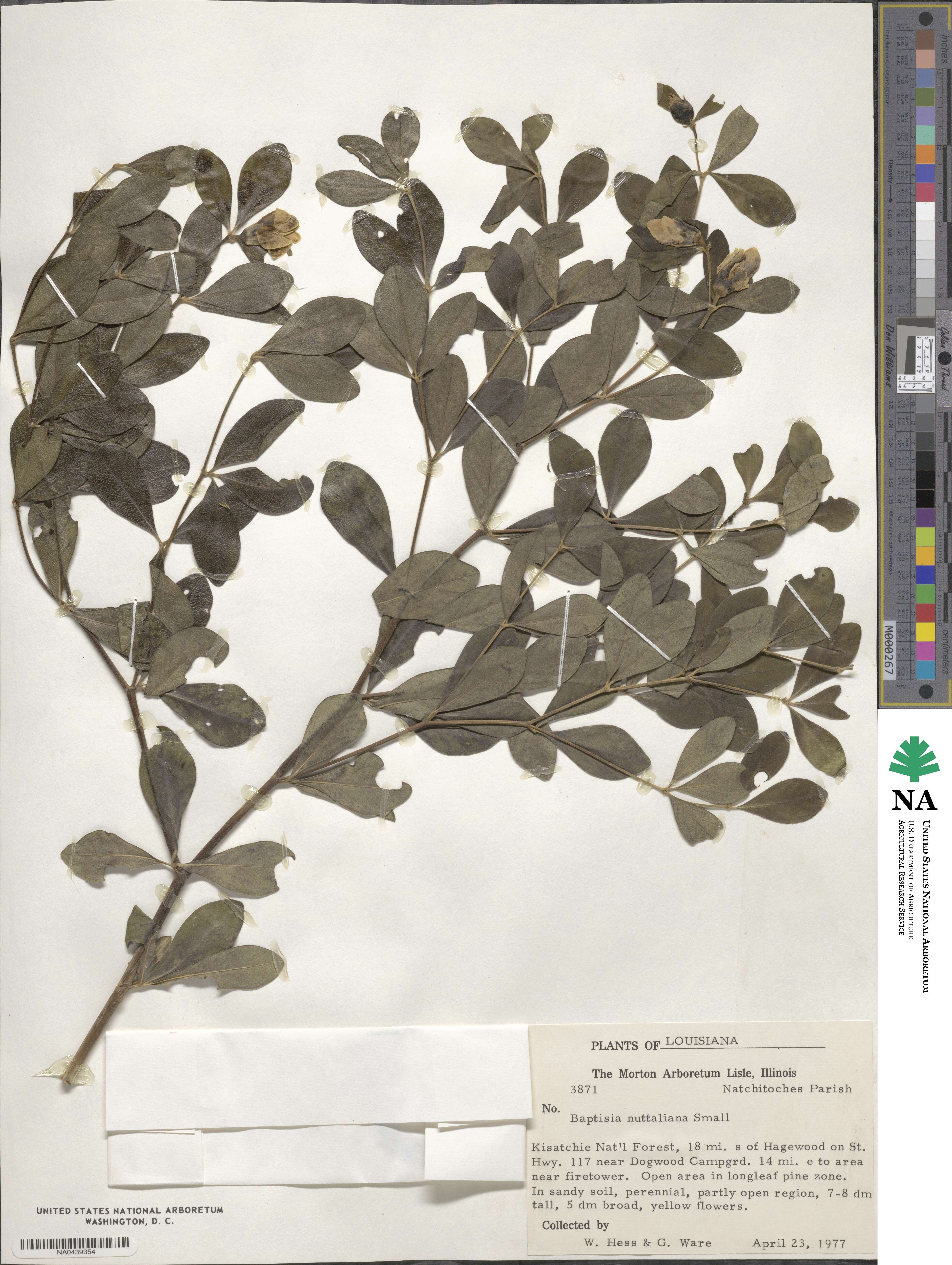 Baptisia nuttalliana image