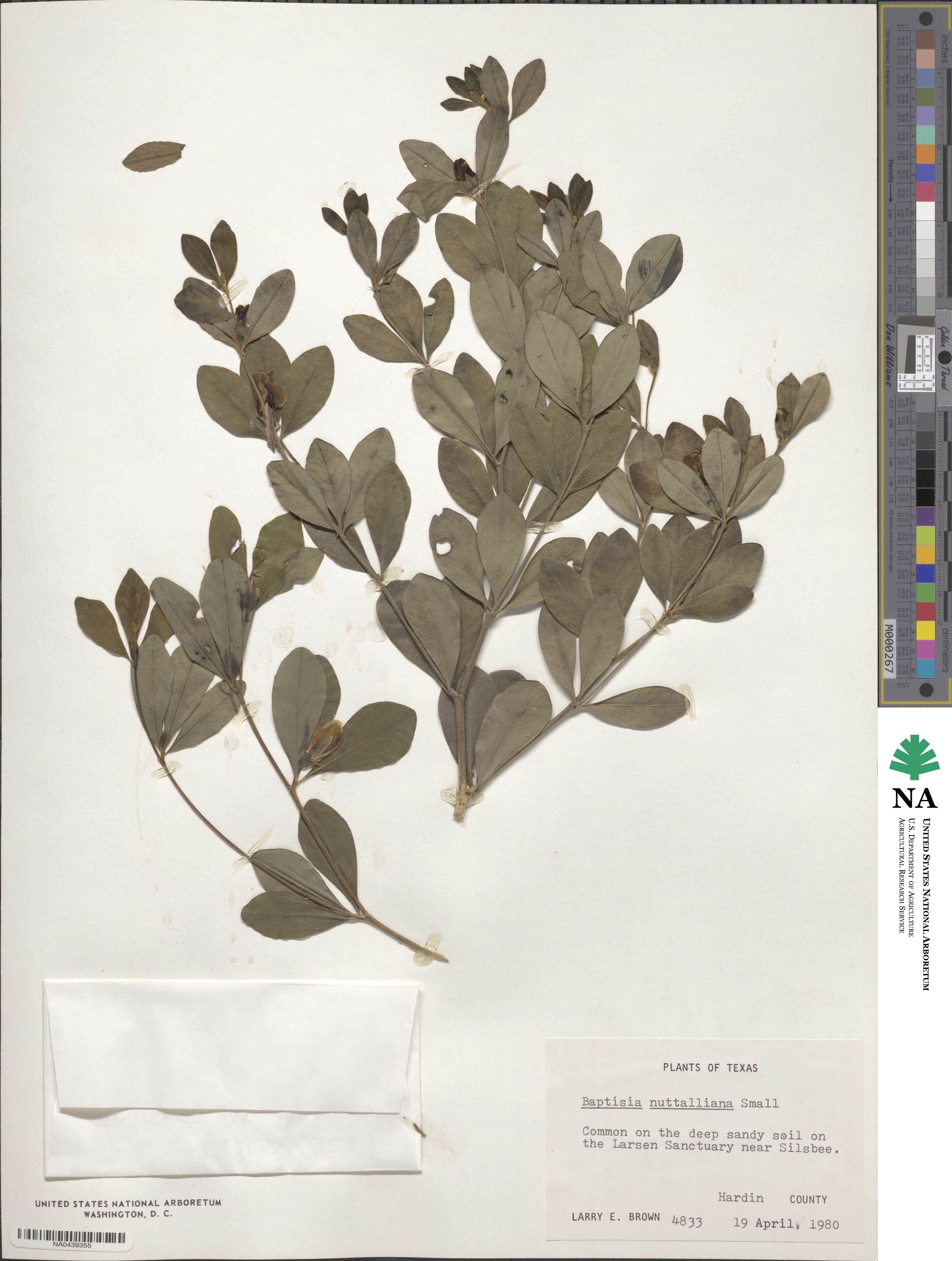 Baptisia nuttalliana image