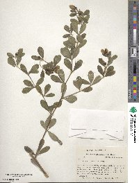 Baptisia nuttalliana image