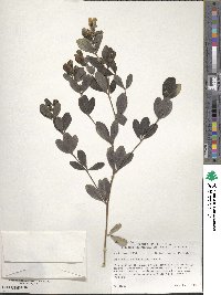 Baptisia nuttalliana image