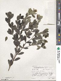 Baptisia nuttalliana image