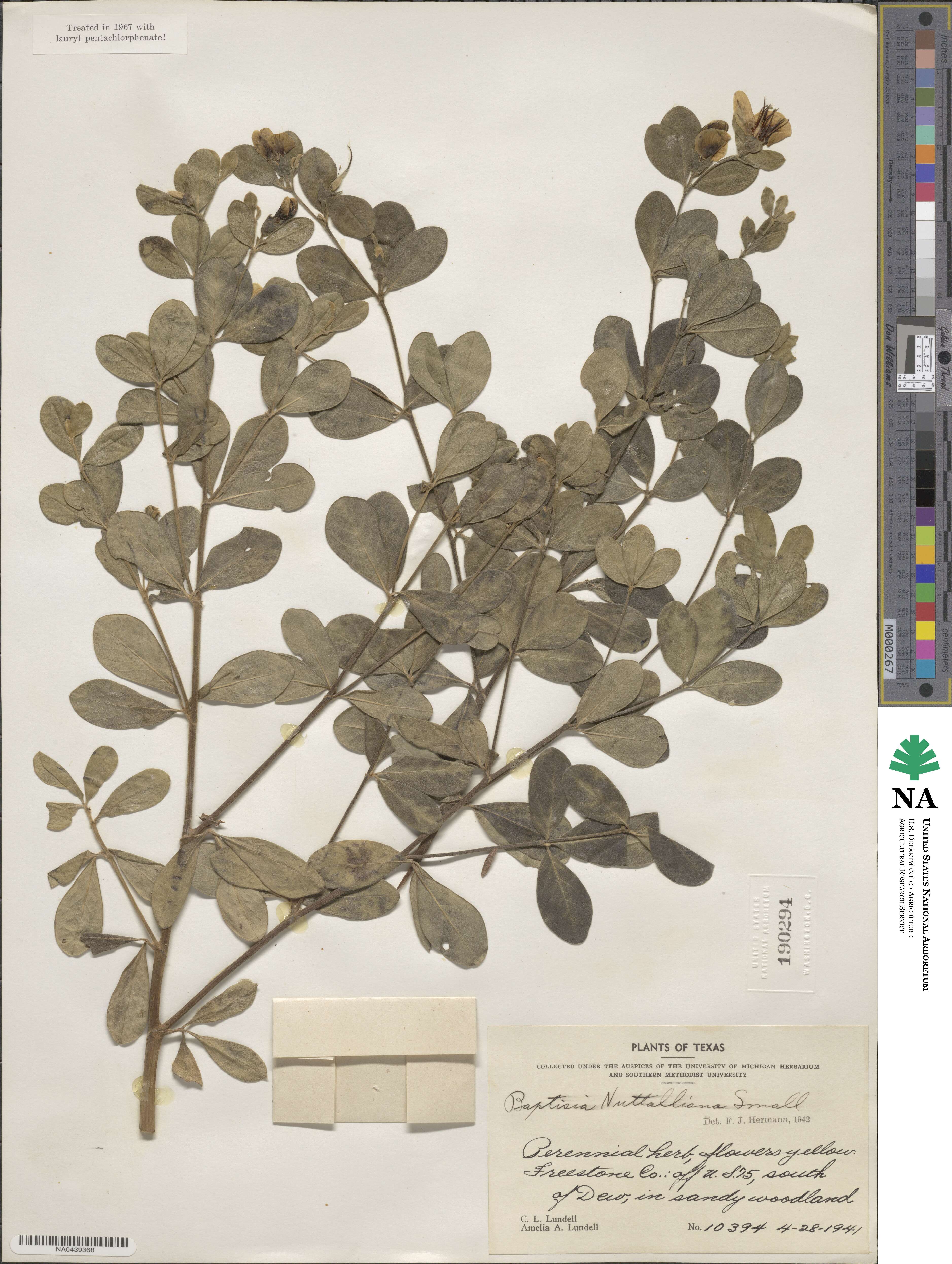Baptisia nuttalliana image