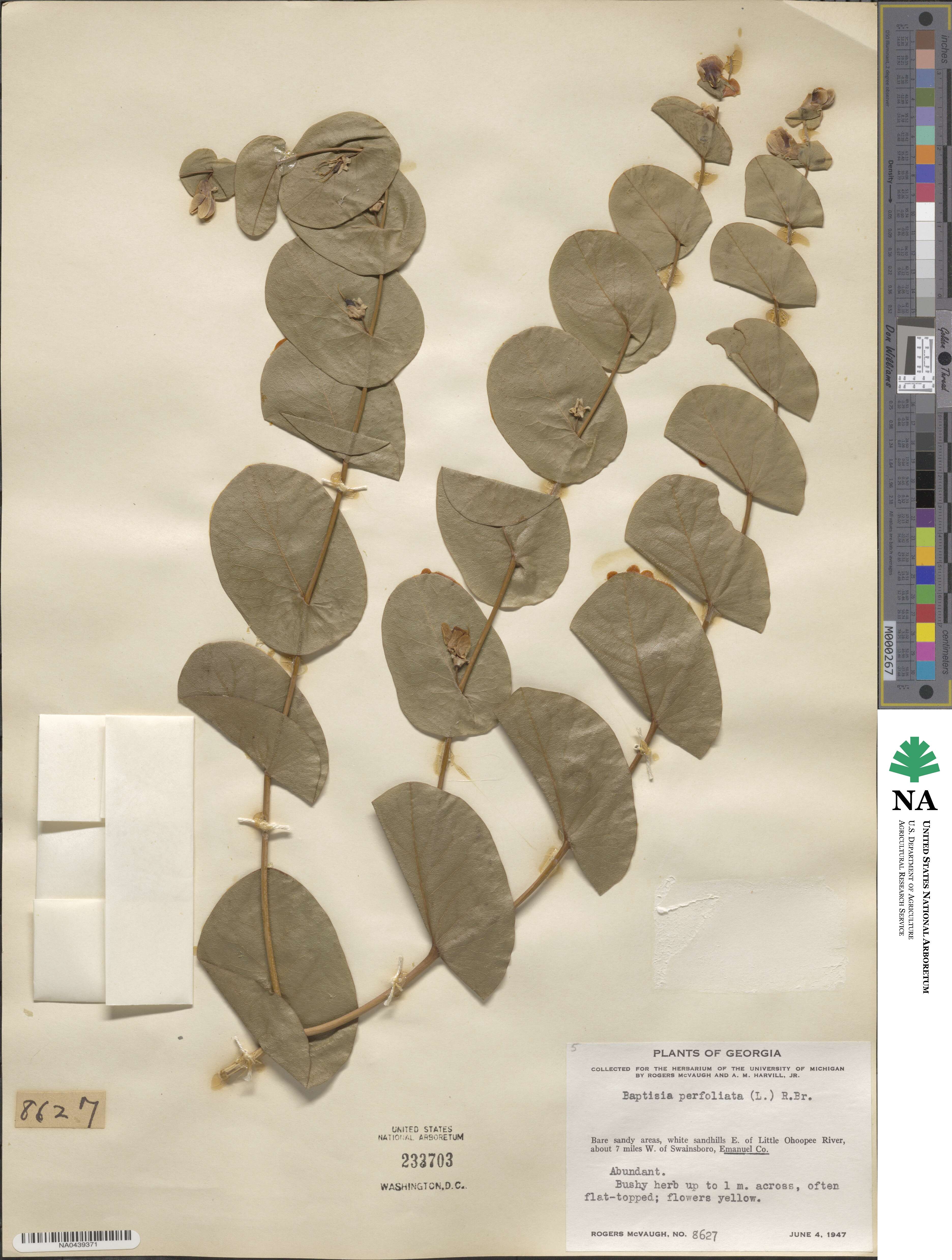 Baptisia perfoliata image