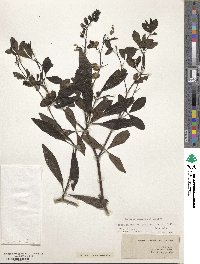 Baptisia alba image