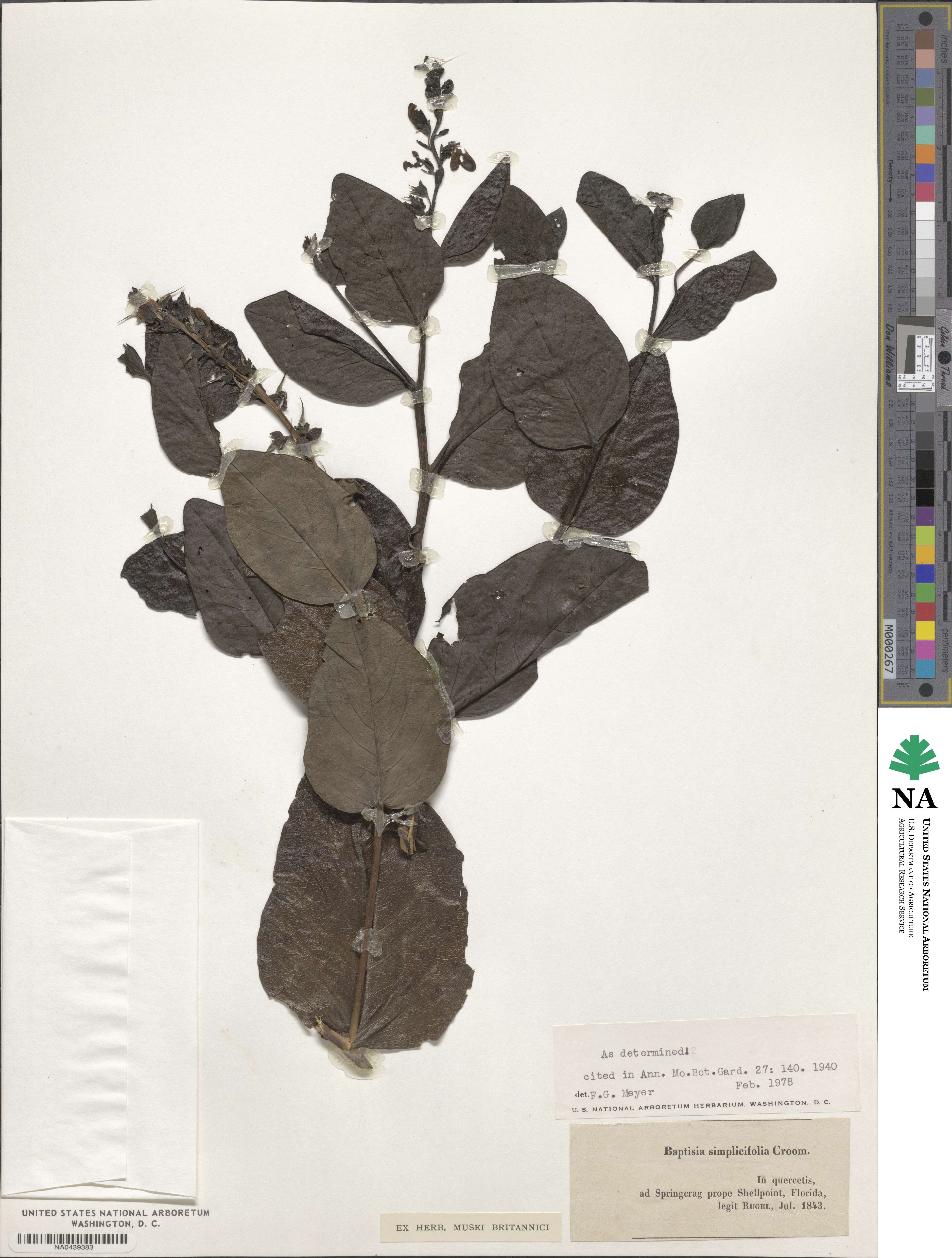Baptisia simplicifolia image