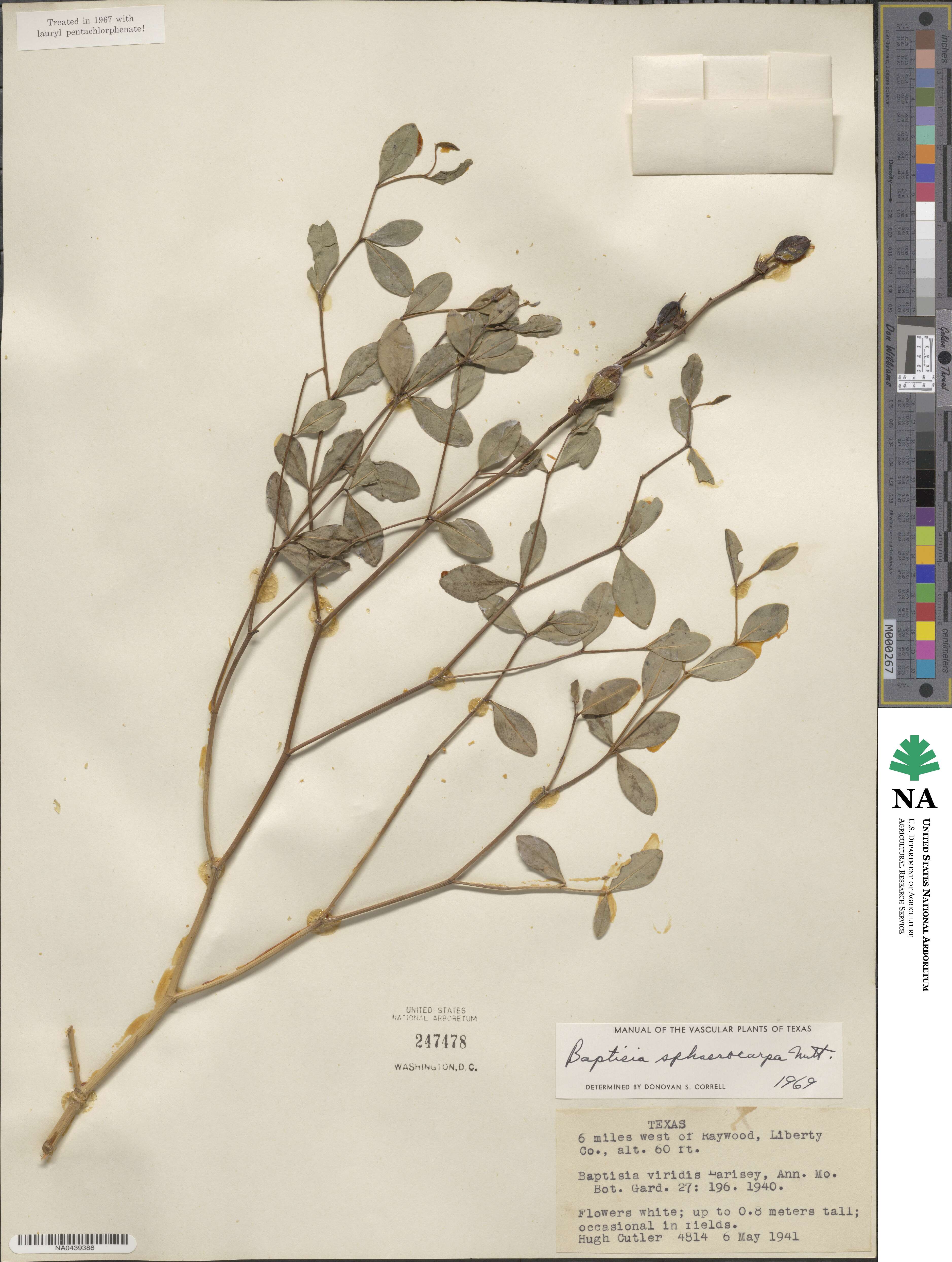 Baptisia sphaerocarpa image