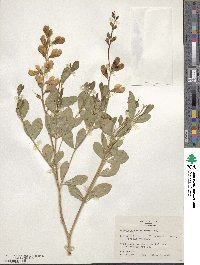 Baptisia sphaerocarpa image