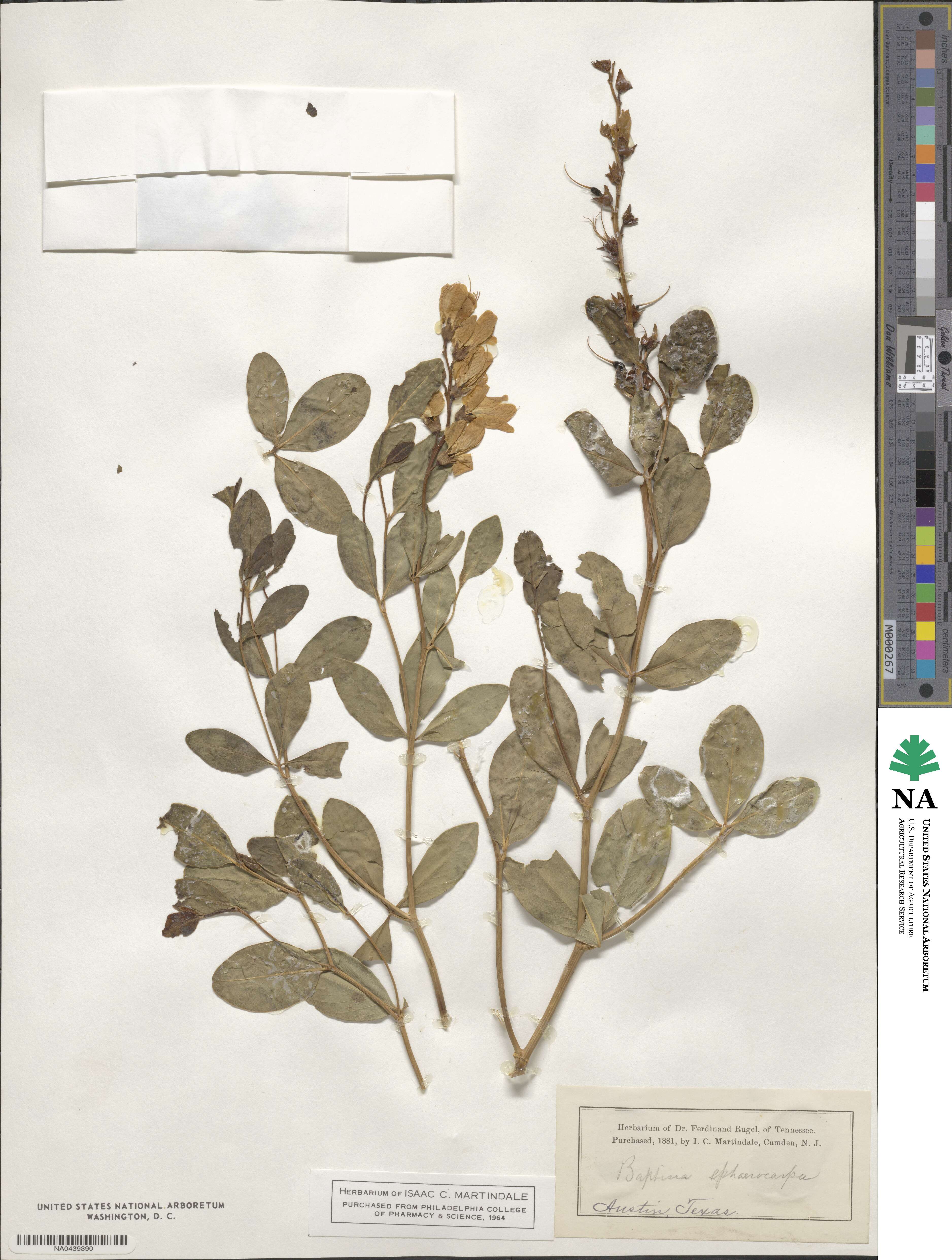 Baptisia sphaerocarpa image