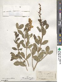 Baptisia sphaerocarpa image