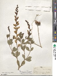 Baptisia sphaerocarpa image